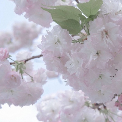 Furry黑白线稿教程兽圈群